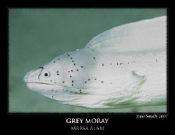 grey moray free swimming in egypt : canon 60mm by Stewart Smith 